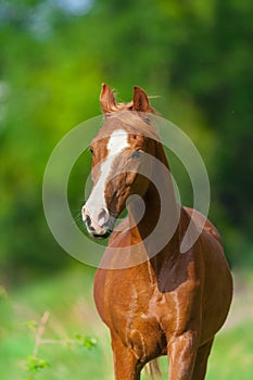 Arabian horse portrait