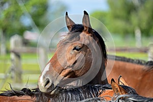 Arabian horse photo