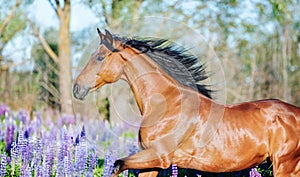 Arabian horse running free on a flower meadow.