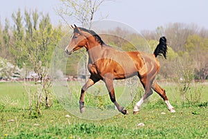 Arabian horse running trot on pasture