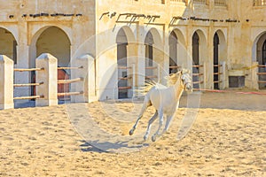 Arabian horse runs Doha