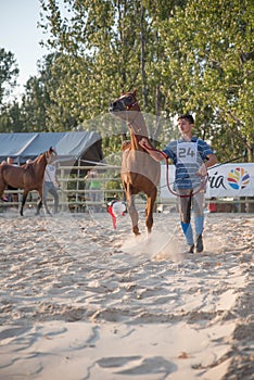 Arabian horse show