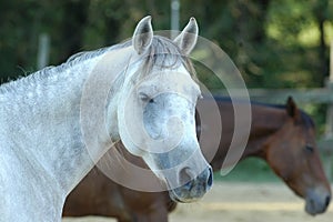 The Arabian horse sleep