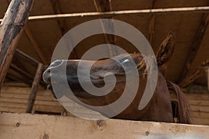 Arabian horse in the stable