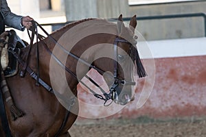 Arabian horse stallion in Doma Vaquera in Spain photo