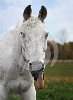 Arabian Horse Sticks out Tongue