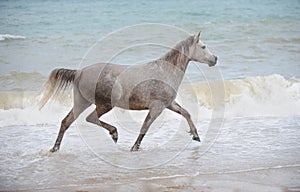 Arabian horse trotting in the sea water