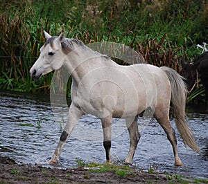 Arabian horse walks in a creek