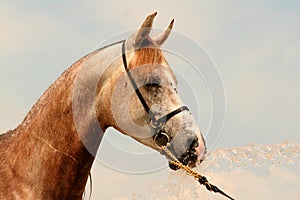 Arabian horse with water