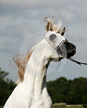 Arabian horse and wind