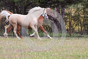 Arabian horses