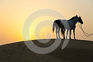 Arabian Horses