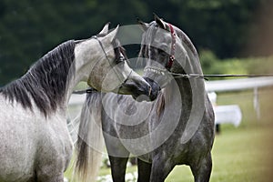 Arabian horses