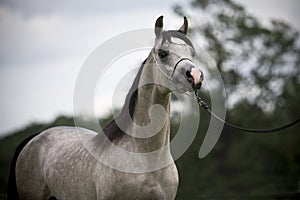 Arabian horses