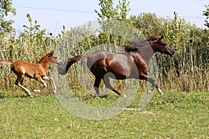 Arabian horses canter on natural background summertime