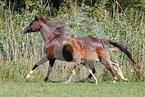 Arabian horses canter on natural background summertime