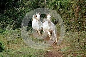 Arábica caballos galope 