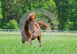 Arabian horses