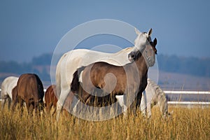 Arabian horses in the morning light photo