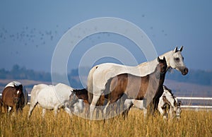 Arabian horses in the morning light photo
