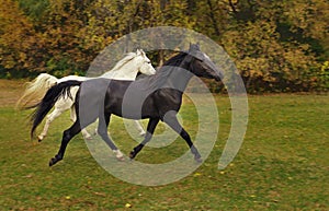 Arabian Horses Run in Autumn Colored Field