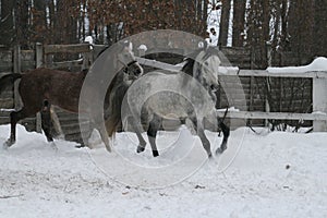 Arabian horses runs  in the snow in the paddock against a white fence and trees with yellow leaves
