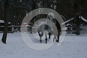 Arabian horses runs  in the snow in the paddock