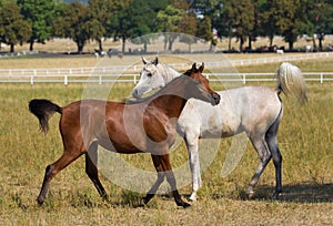 Arabian horses