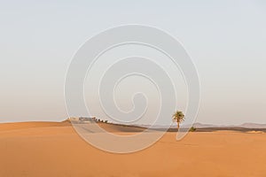 The arabian house with palm tree in Sahara desert