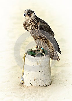 Arabian hunting falcon