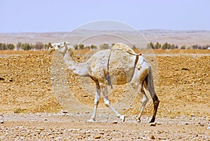 An Arabian or Indian Dromedary came walking alone the desert