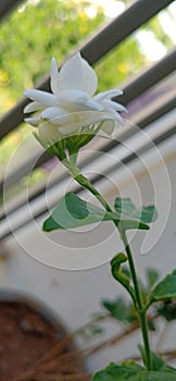 Arabian jasmine  1 flower with buds