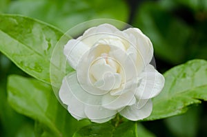 Arabian jasmine