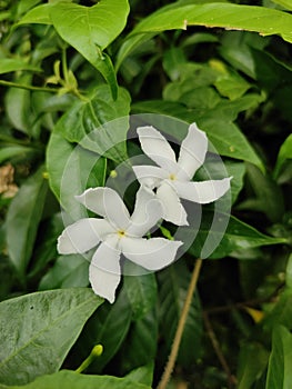 Arabian jasmine beautiful white flowers