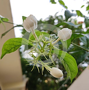 Arabian Jasmine Flowers