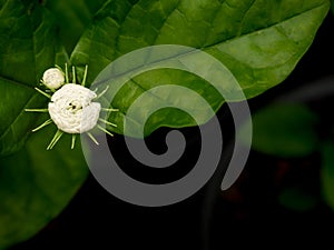 Arabian Jasmine Flowers Blooming