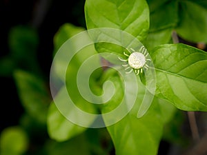 Arabian Jasmine Flowers Blooming