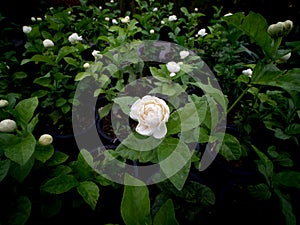 Arabian Jasmine Flowers Blooming on The Pots