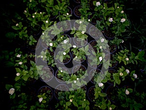 Arabian Jasmine Flowers Blooming on The Pots