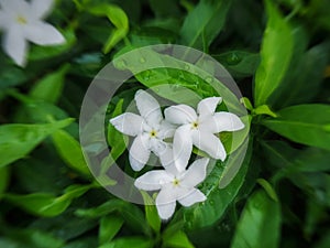 Arabian jasmine flowers photo