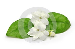 Arabian jasmine, jasmine tea flower