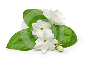 Arabian jasmine, jasmine tea flower