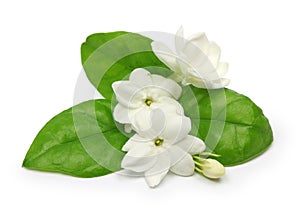 Arabian jasmine, jasmine tea flower photo