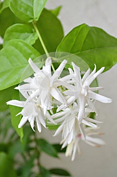 Arabian jasmine, Jasminum sambac. Small shrub or vine. Attractive and sweetly fragrant flowers. Perfumes and jasmine tea.