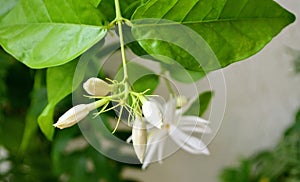 Arabian jasmine, Jasminum sambac is a species of jasmine . Attractive and sweetly fragrant flowers. Perfumes and jasmine tea.