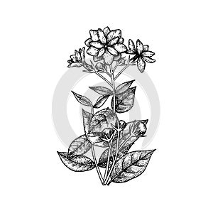 Arabian Jasmine Sambac flowers, buds and leaves. Floral branch. Hand-drawn vector sketch