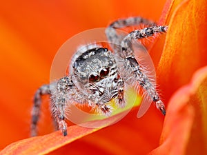 Arabian jumping spider close-up with the orange flower background