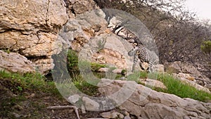 Arabian leopard drinking water in natural habitat