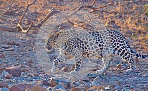 Arabian Leopard
