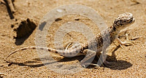 Arabian lizard